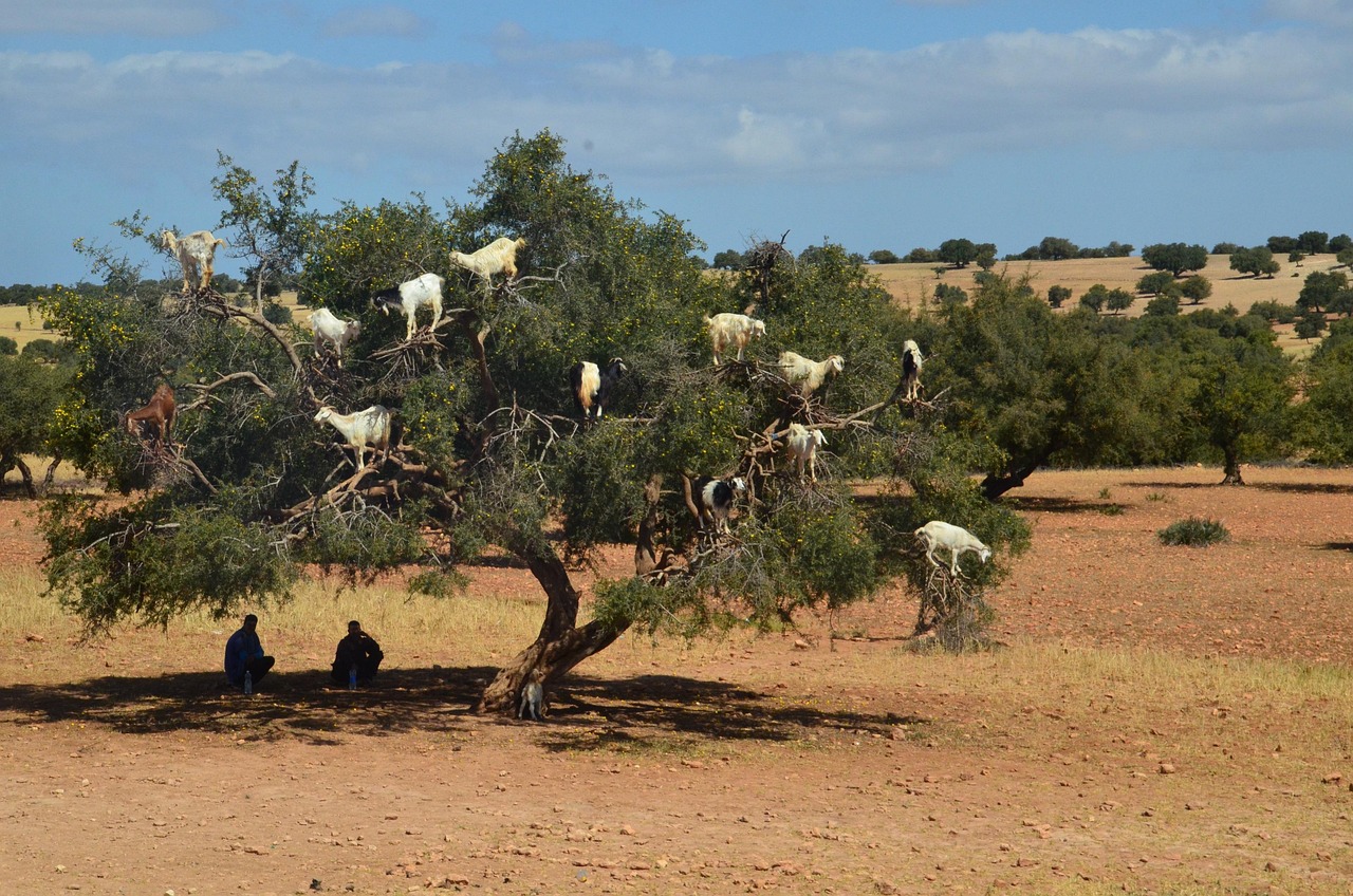 tree goats
